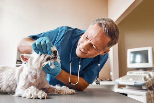 Best Pediatric Emergency Dentist in Canal Winchester, OH